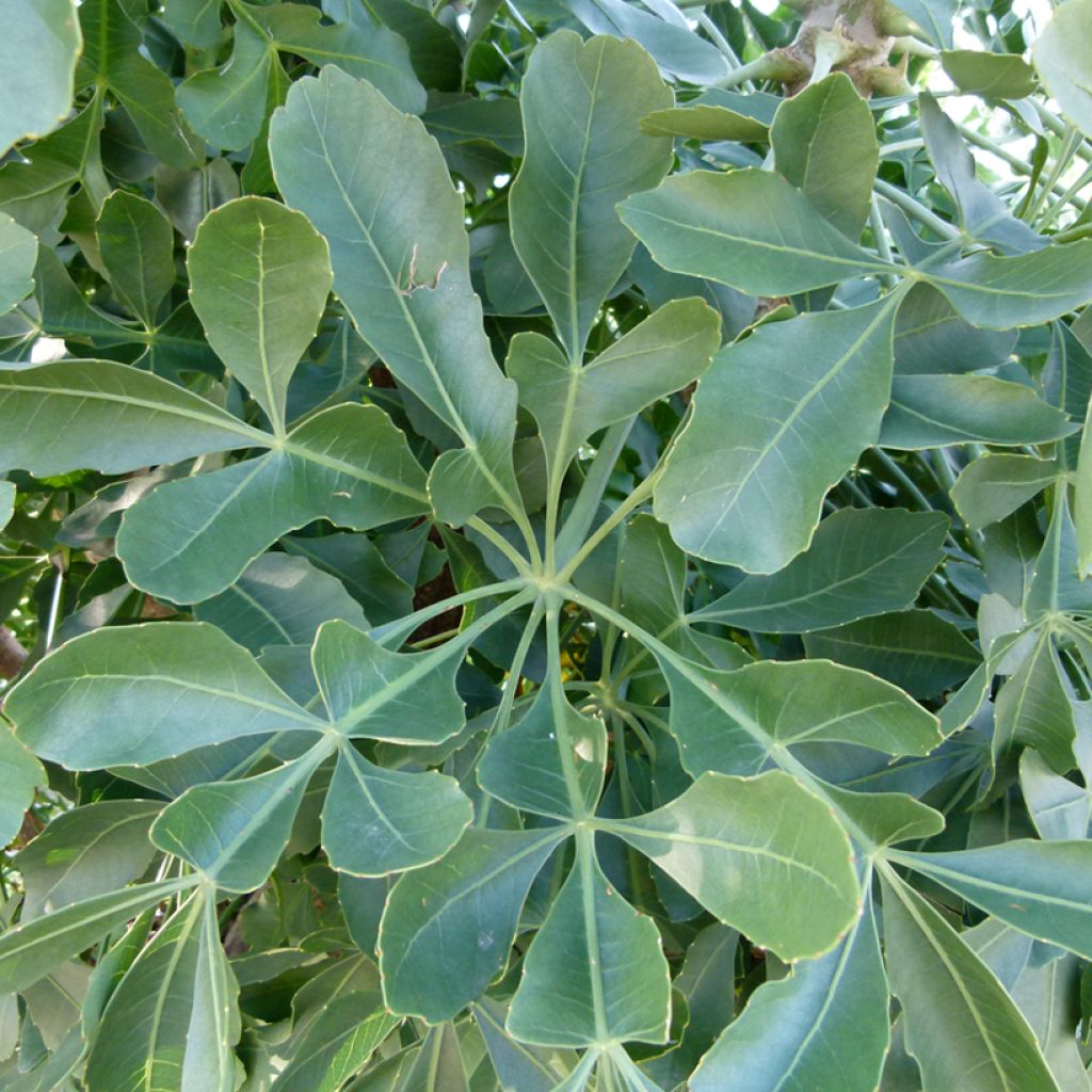 Cussonia spicata - Cabbage Tree