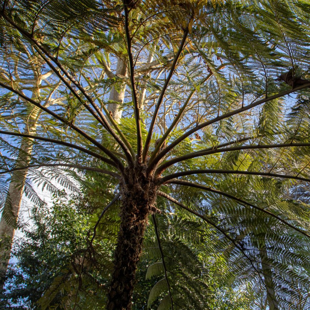 Cyathea brownii - Norfolk tree fern