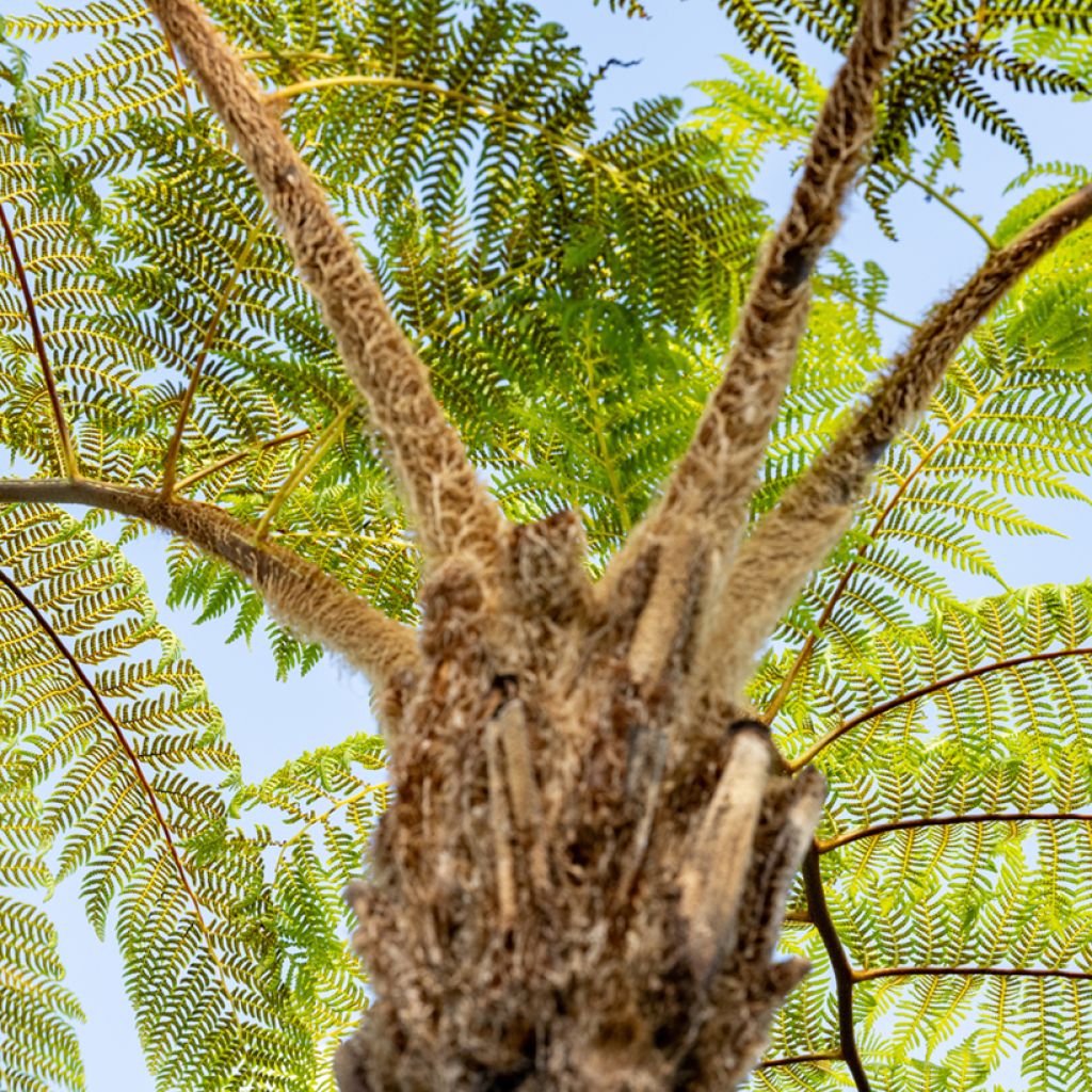 Cyathea brownii - Norfolk tree fern