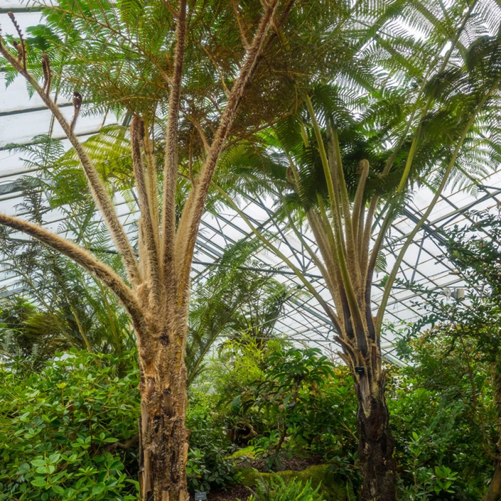 Cyathea felina - Tree fern