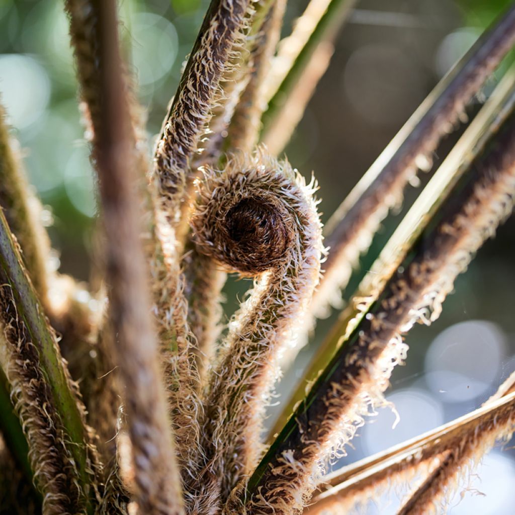 Cyathea felina - Tree fern