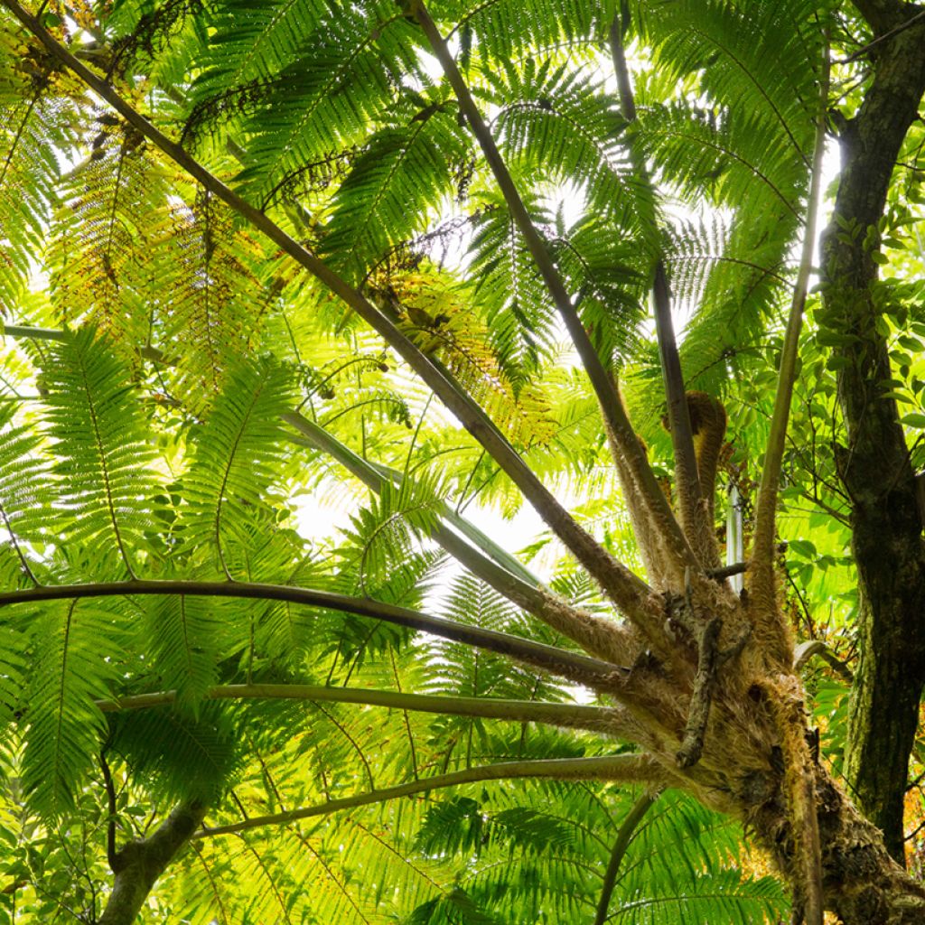 Cyathea felina - Tree fern