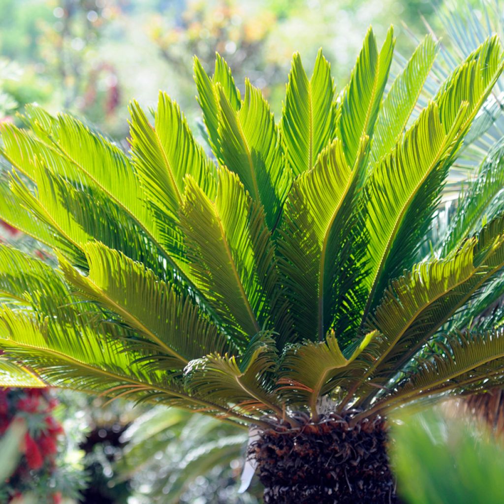 Cycas revoluta - Japanese Sago Palm