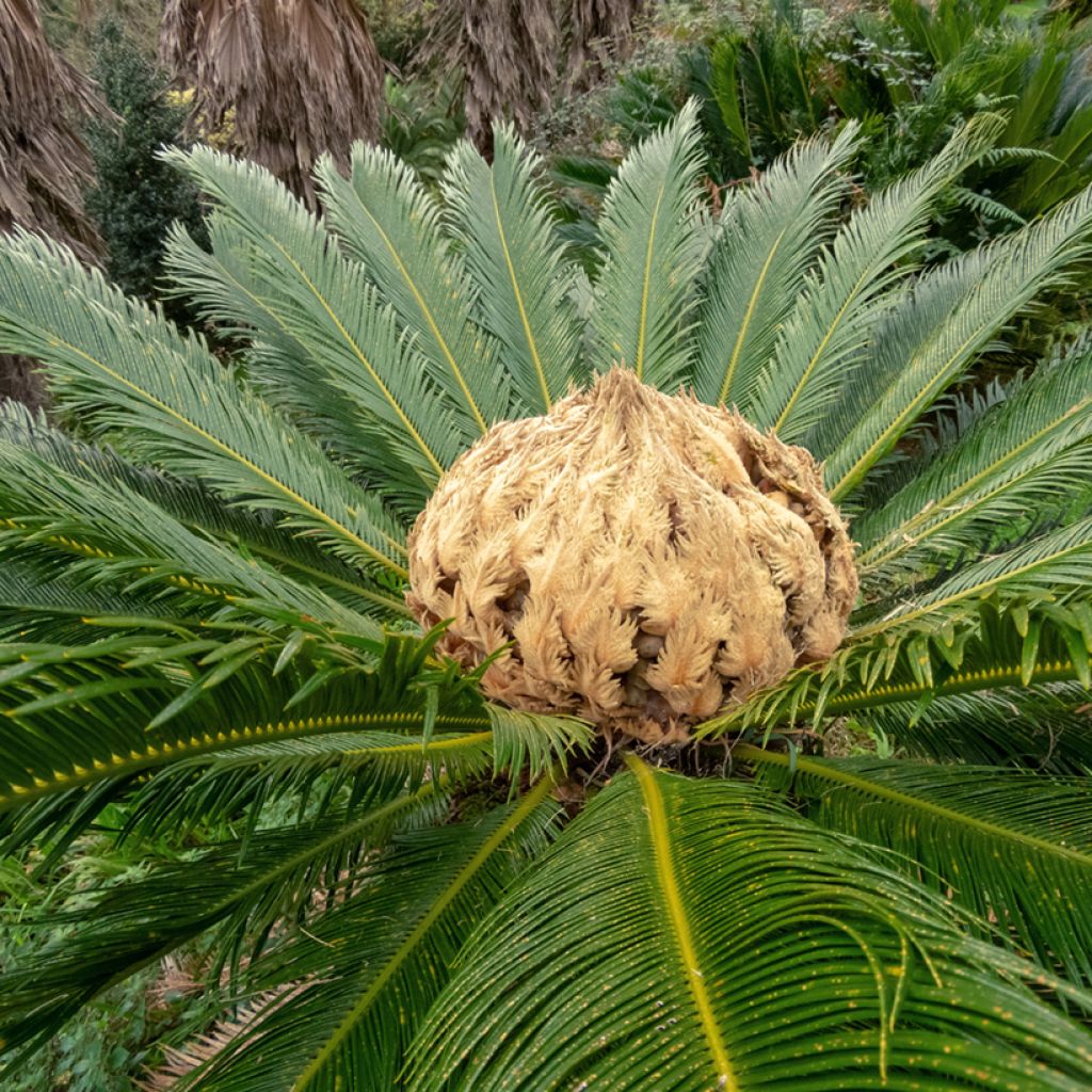 Cycas revoluta - Japanese Sago Palm