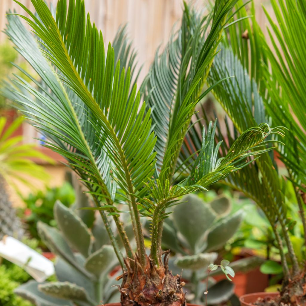 Cycas revoluta - Japanese Sago Palm