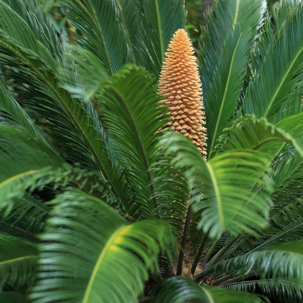 Cycas revoluta - Japanese Sago Palm
