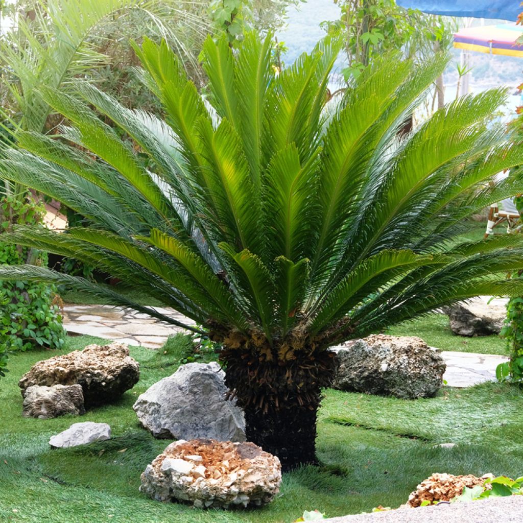 Cycas revoluta - Japanese Sago Palm