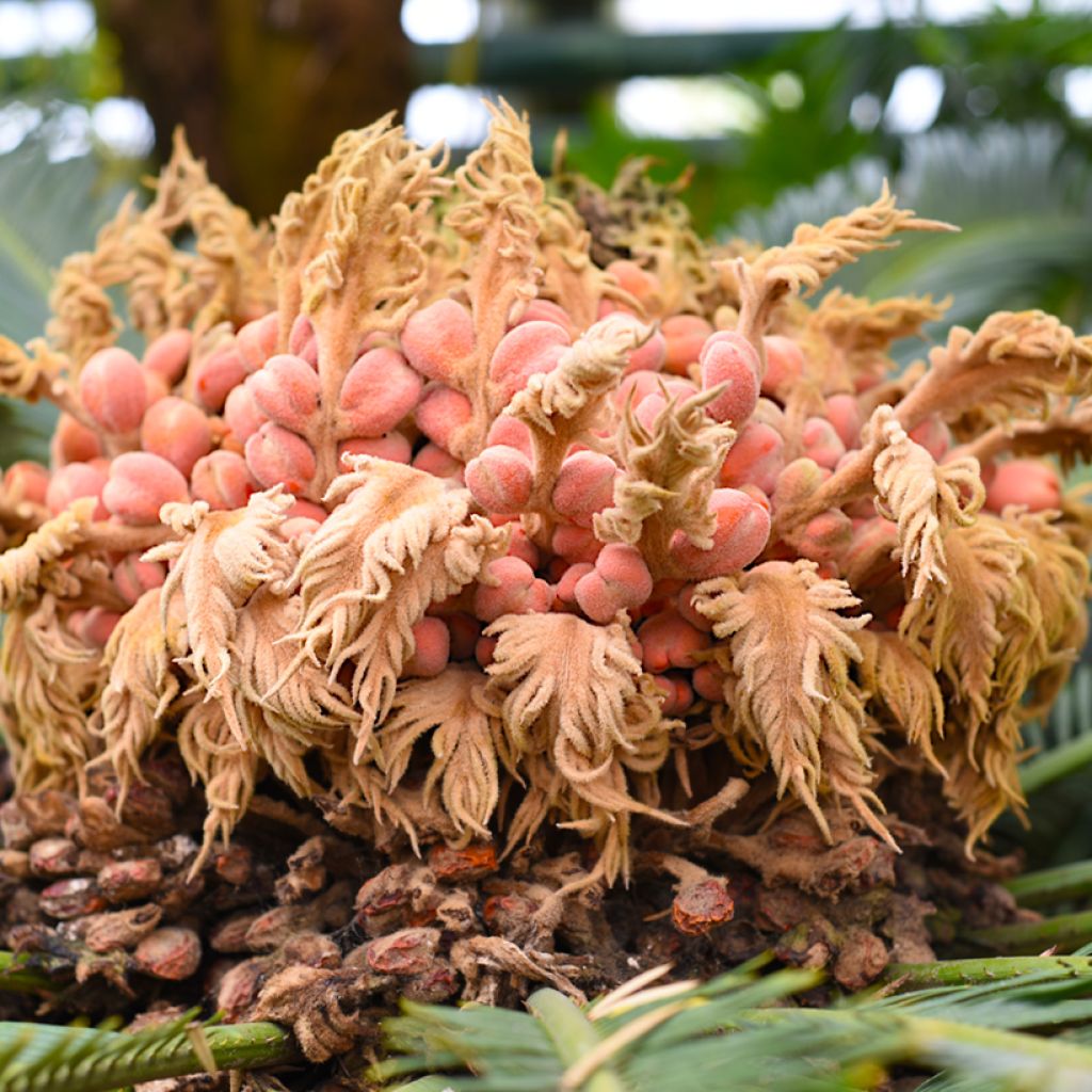 Cycas revoluta - Japanese Sago Palm