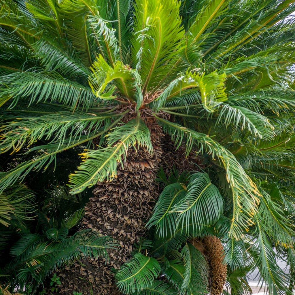 Cycas revoluta - Japanese Sago Palm