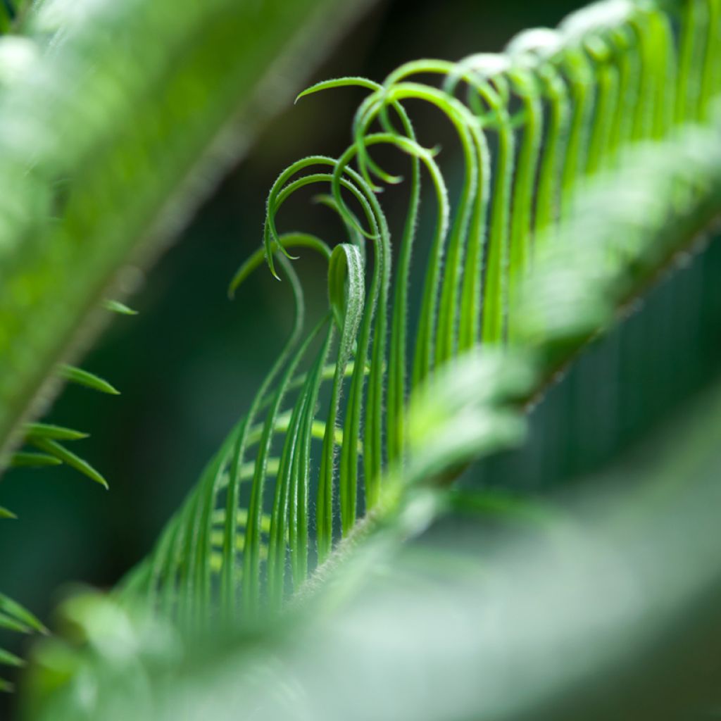 Cycas revoluta - Japanese Sago Palm