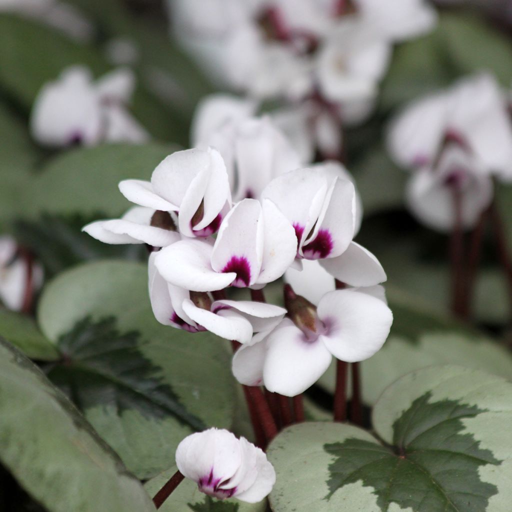 Cyclamen coum Christmas Tree White