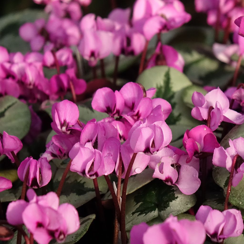 Cyclamen coum Christmas Tree Pink