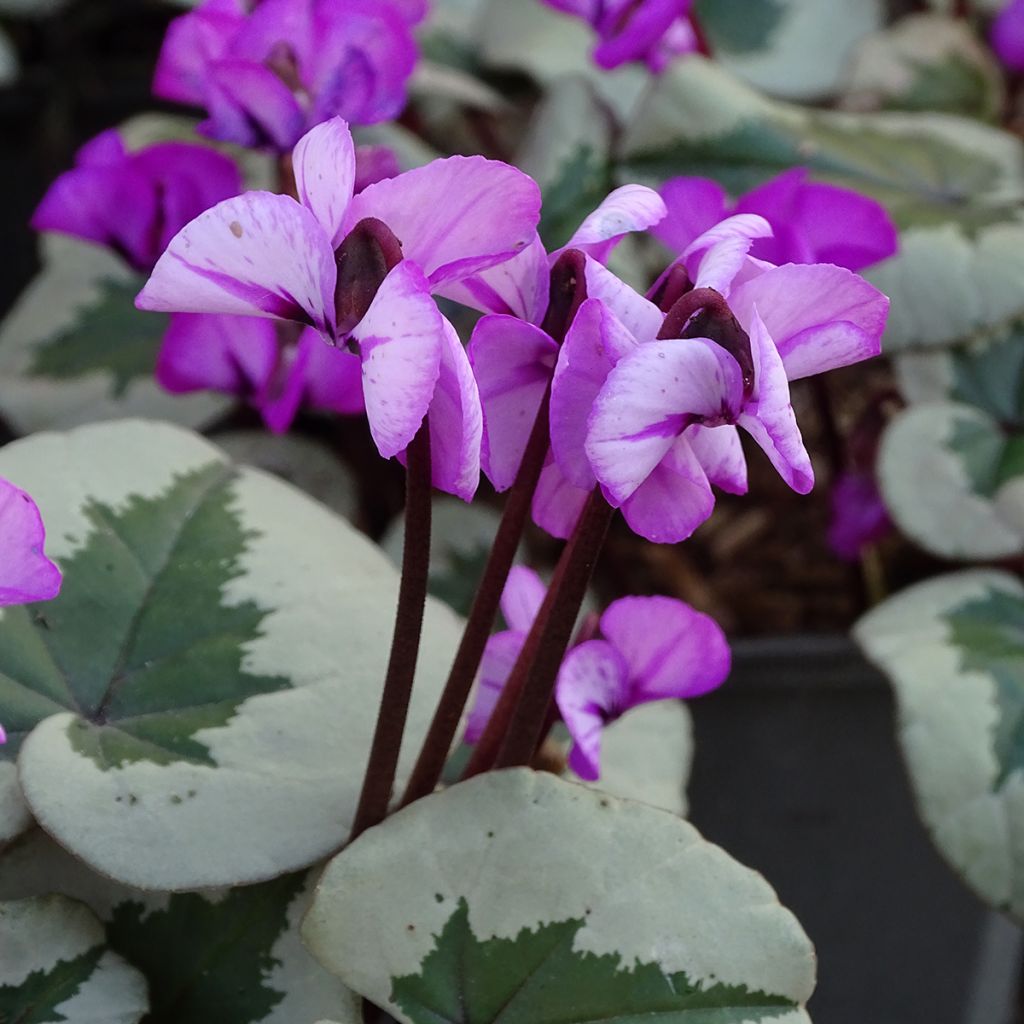 Cyclamen coum Christmas Tree Pink