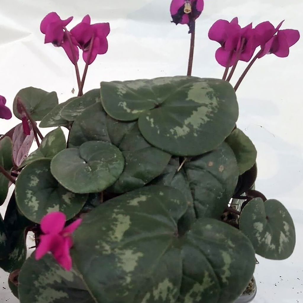 Cyclamen coum Meaden's Crimson - marbled foliage