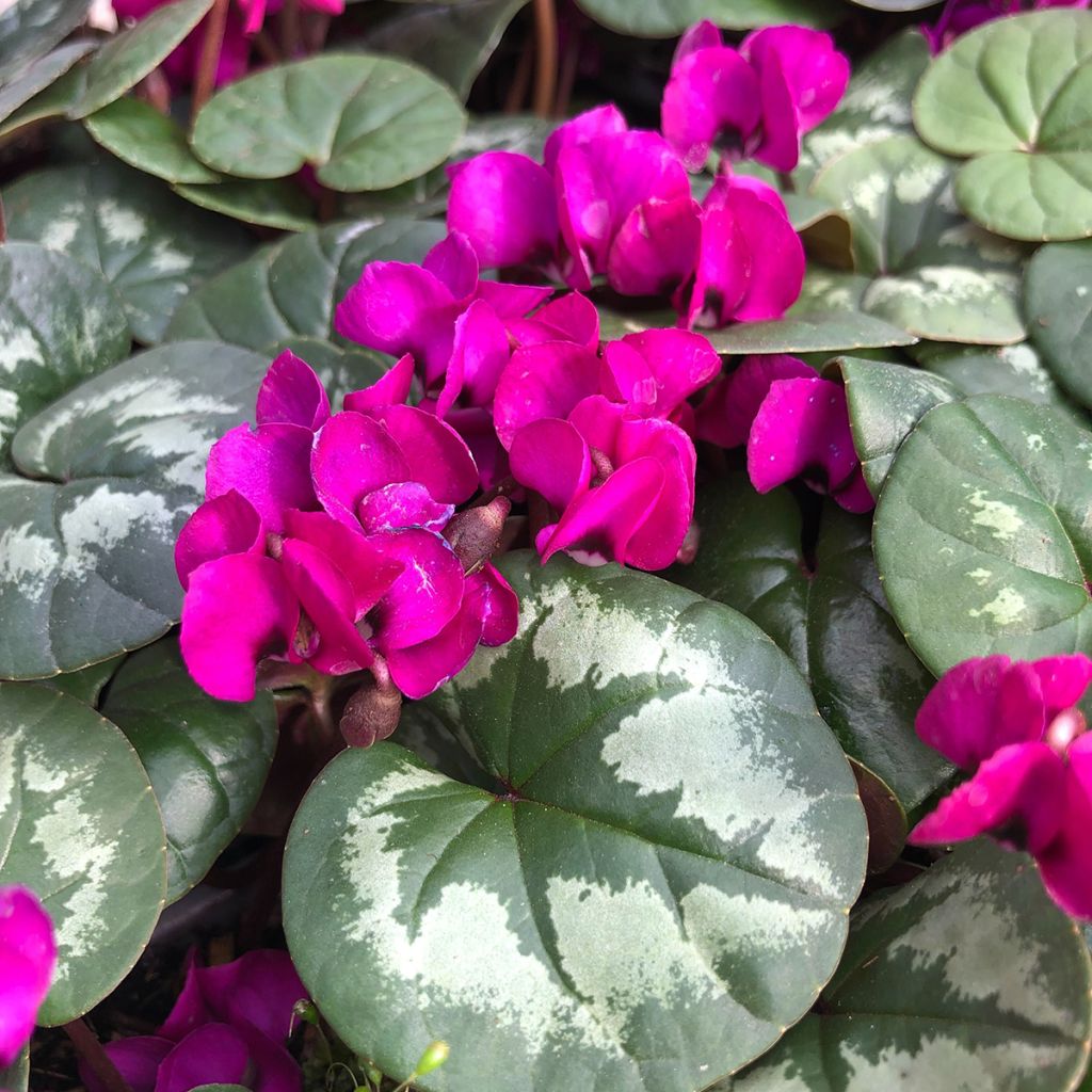 Cyclamen coum Meaden's Crimson - marbled foliage