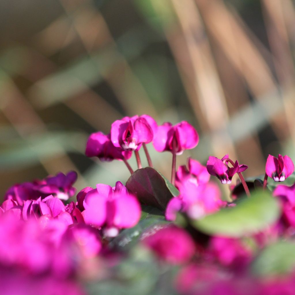 Cyclamen coum Meaden's Crimson - marbled foliage