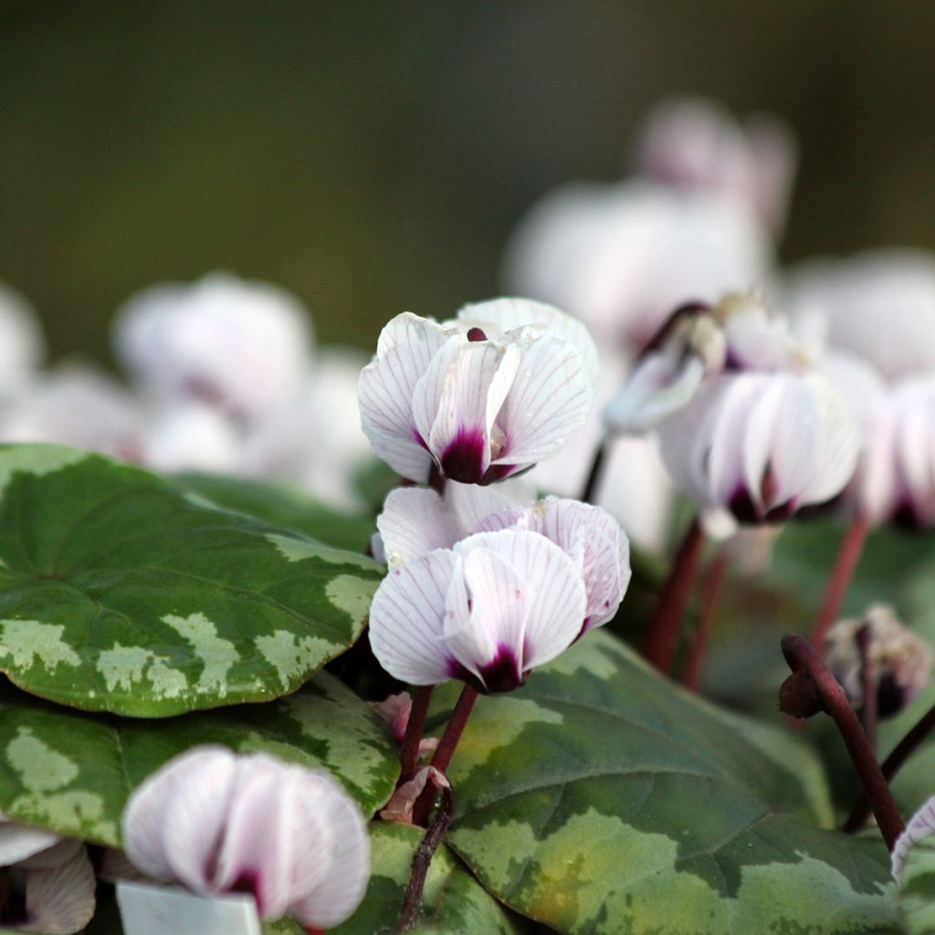 Cyclamen coum Porcelain