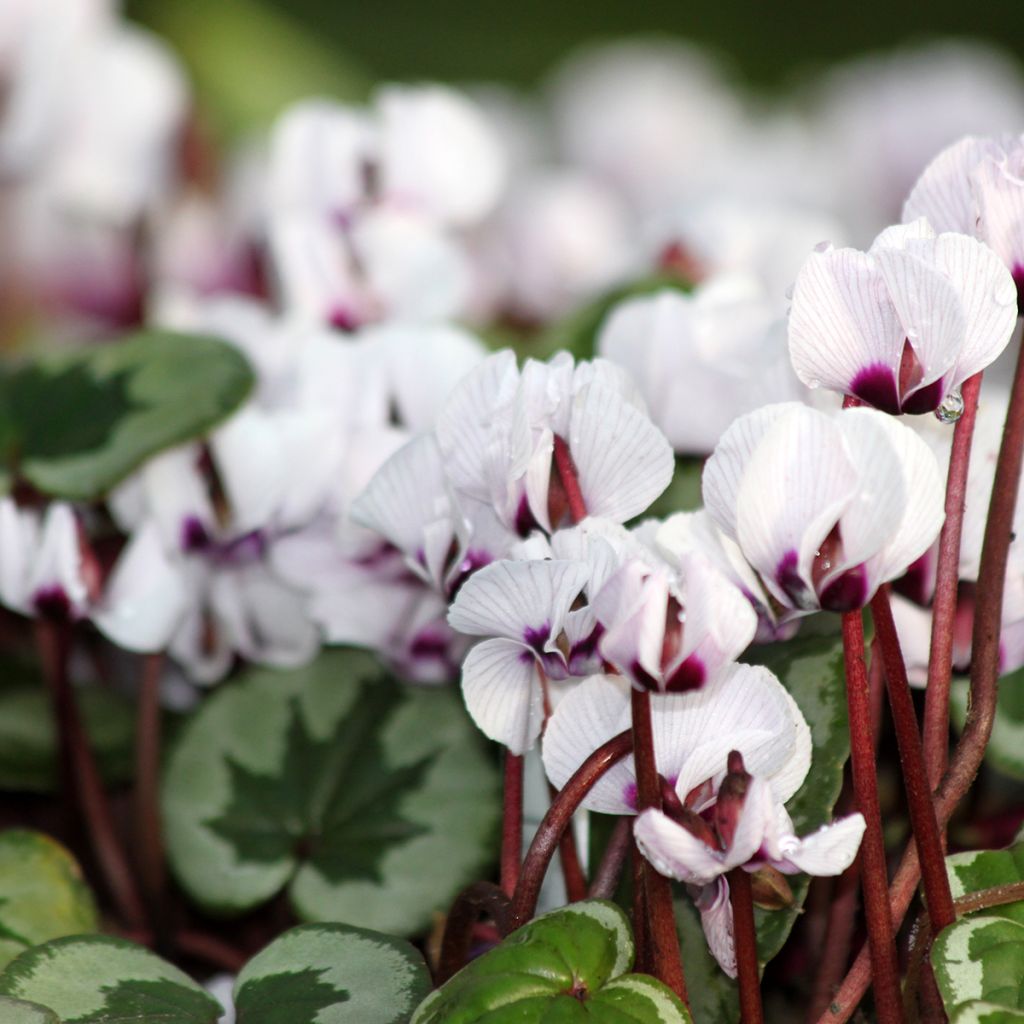 Cyclamen coum Porcelain