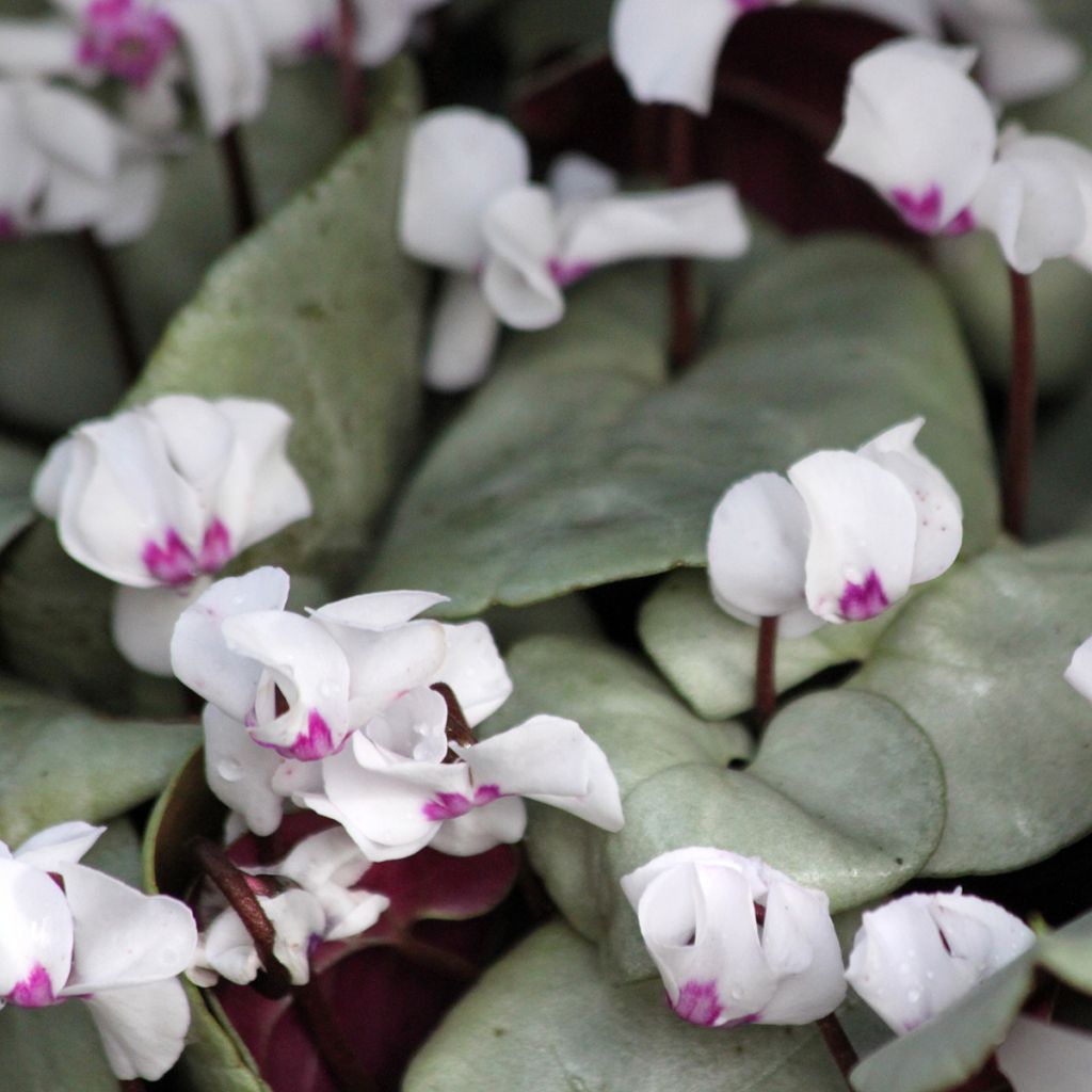 White Cyclamen coum with grey foliage - Eastern sowbread