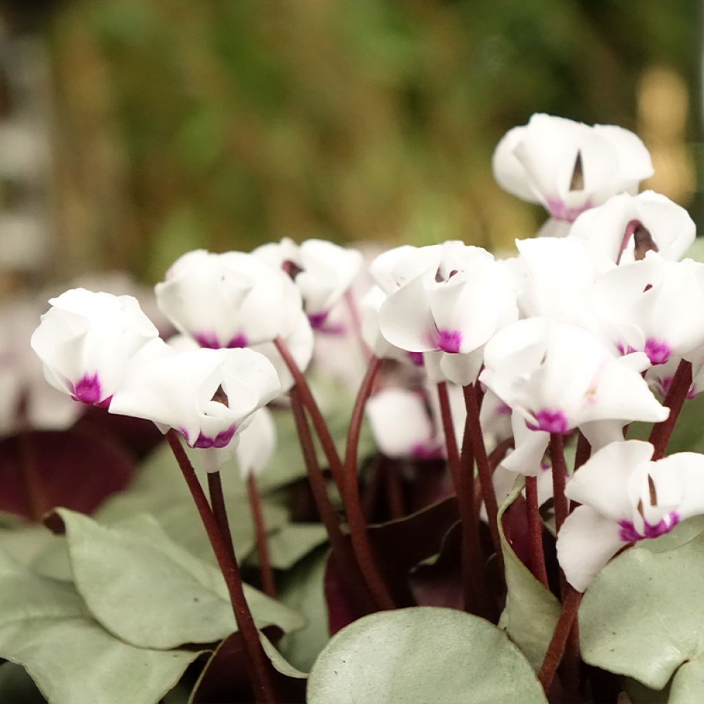 White Cyclamen coum with grey foliage - Eastern sowbread