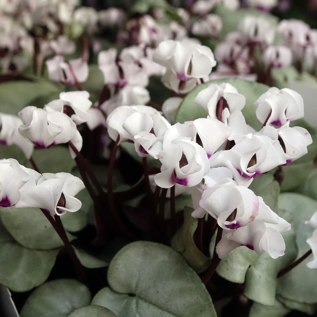 White Cyclamen coum with grey foliage - Eastern sowbread