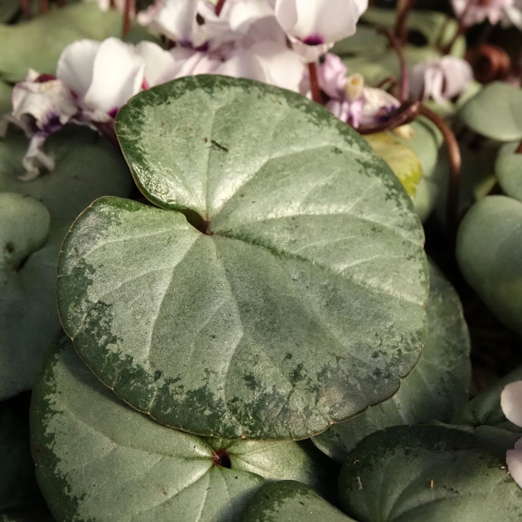 White Cyclamen coum with grey foliage - Eastern sowbread