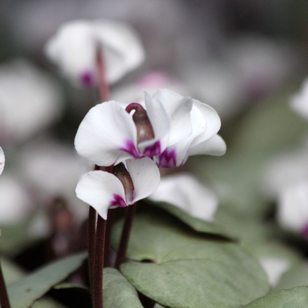 White Cyclamen coum with grey foliage - Eastern sowbread