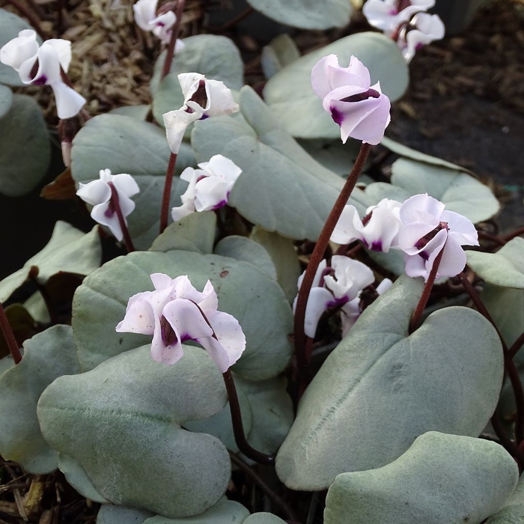 White Cyclamen coum with grey foliage - Eastern sowbread