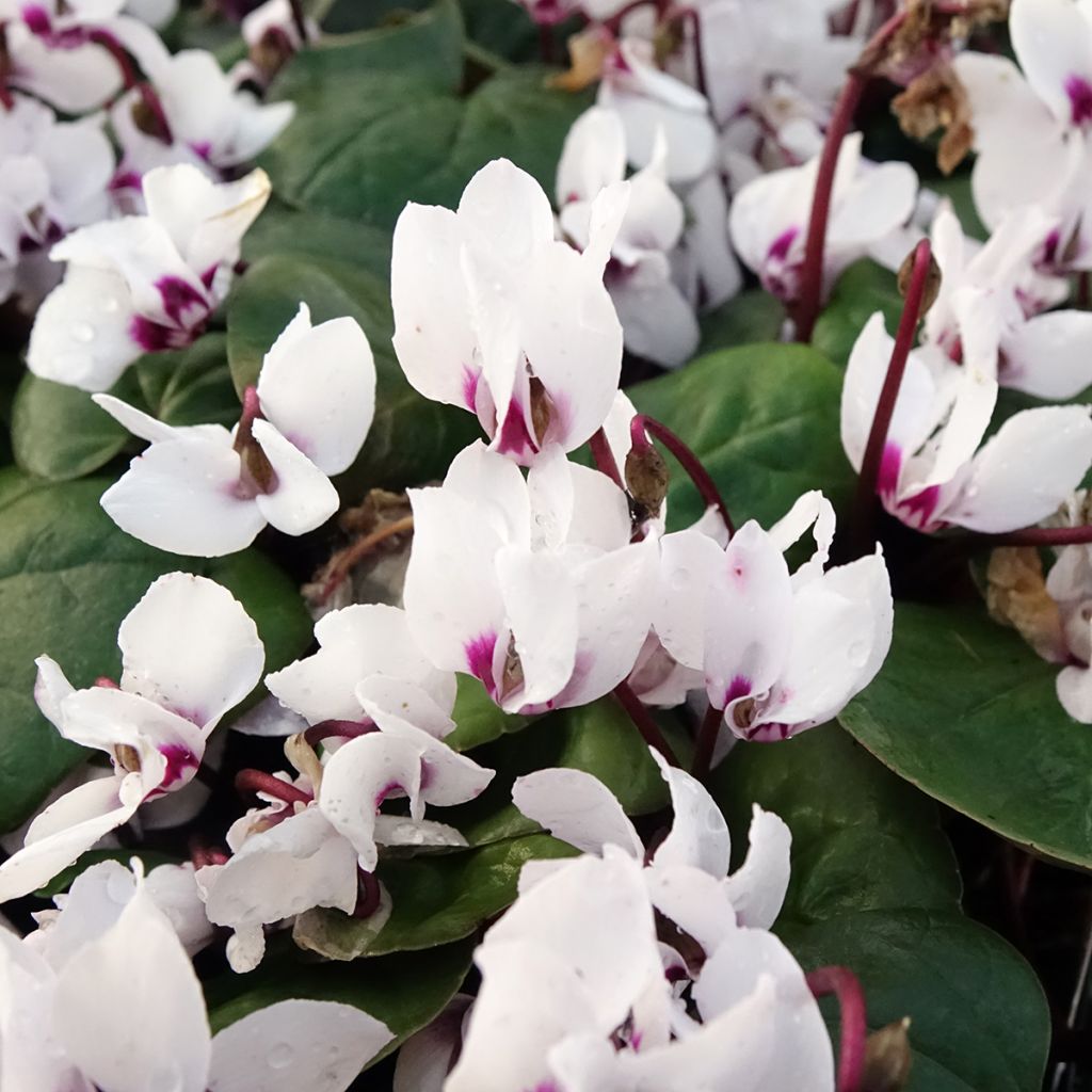 White-flowered Cyclamen Coum - Eastern sowbread