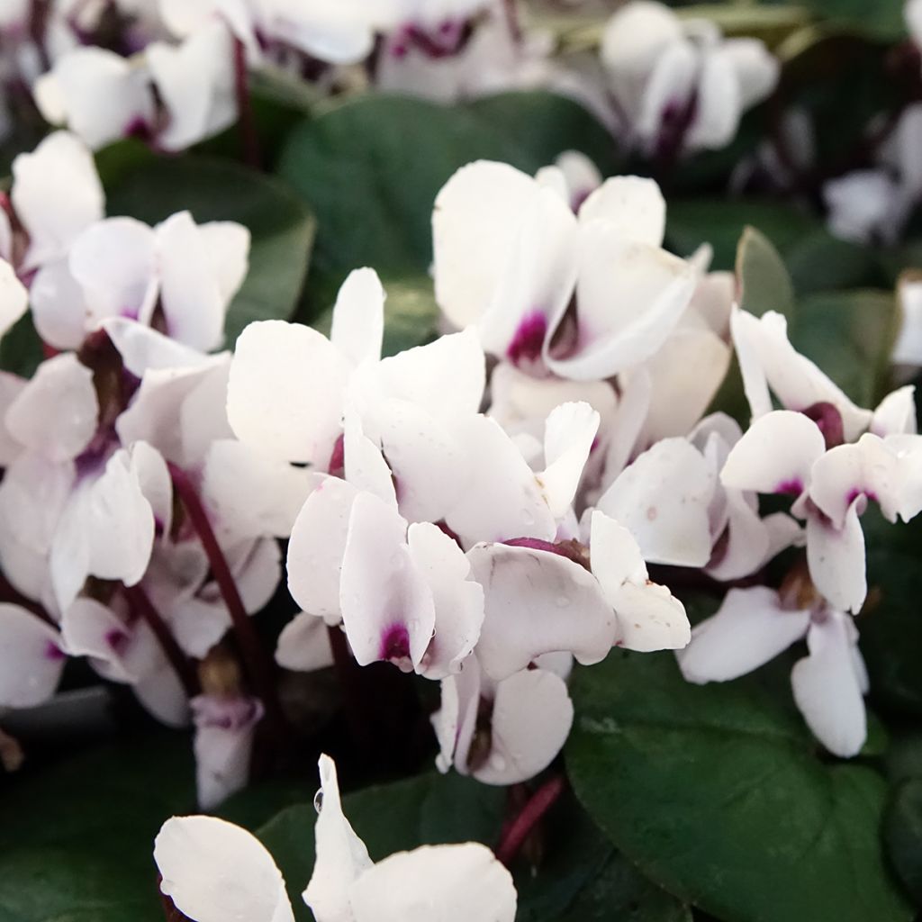 White-flowered Cyclamen Coum - Eastern sowbread