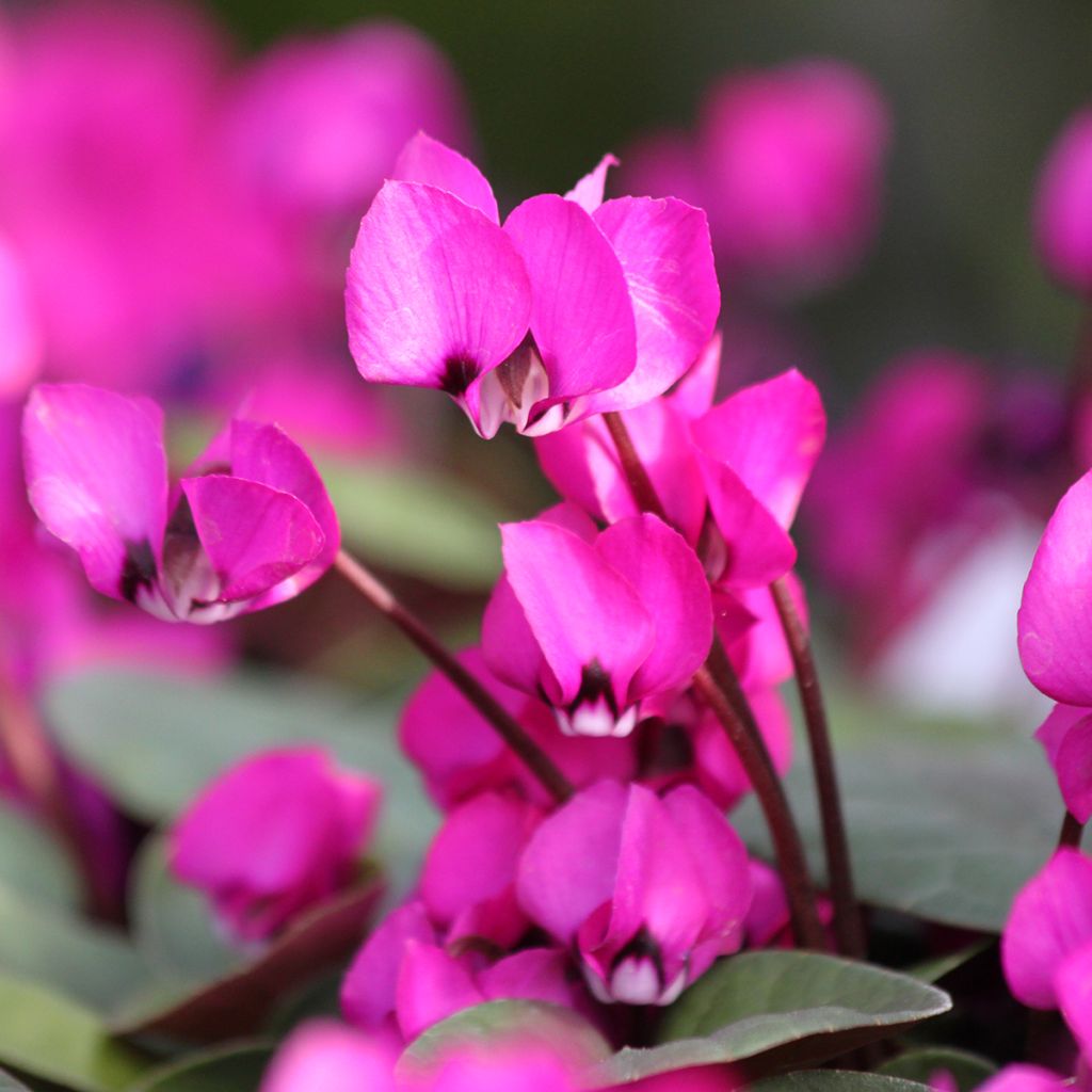 Fuschia-flowered Cyclamen coum - Eastern sowbread