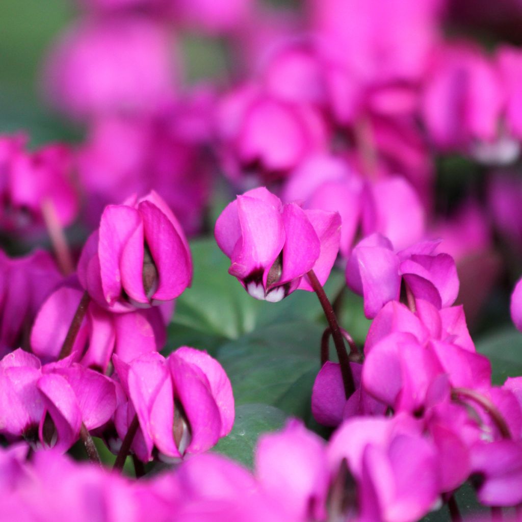 Fuschia-flowered Cyclamen coum - Eastern sowbread