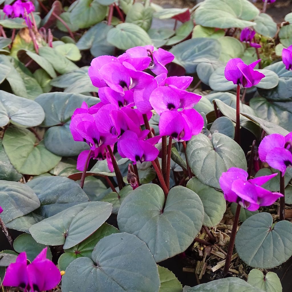 Fuschia-flowered Cyclamen coum - Eastern sowbread