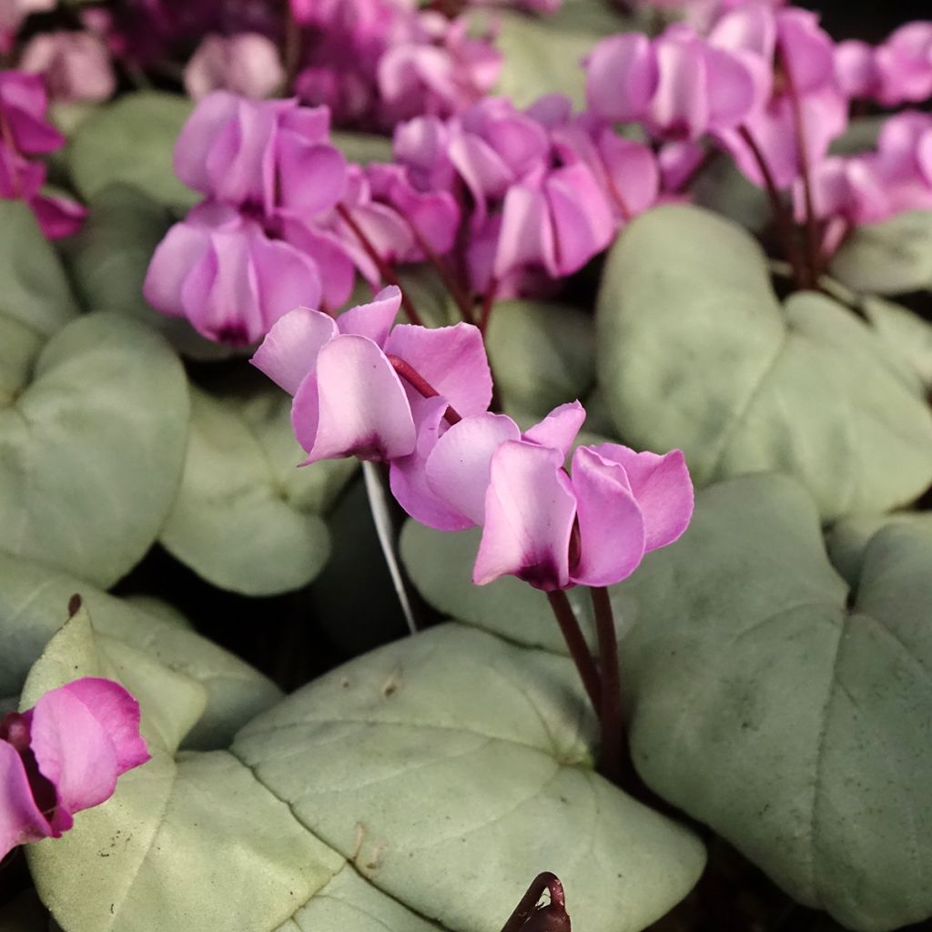 Cyclamen coum Pink with Grey Foliage