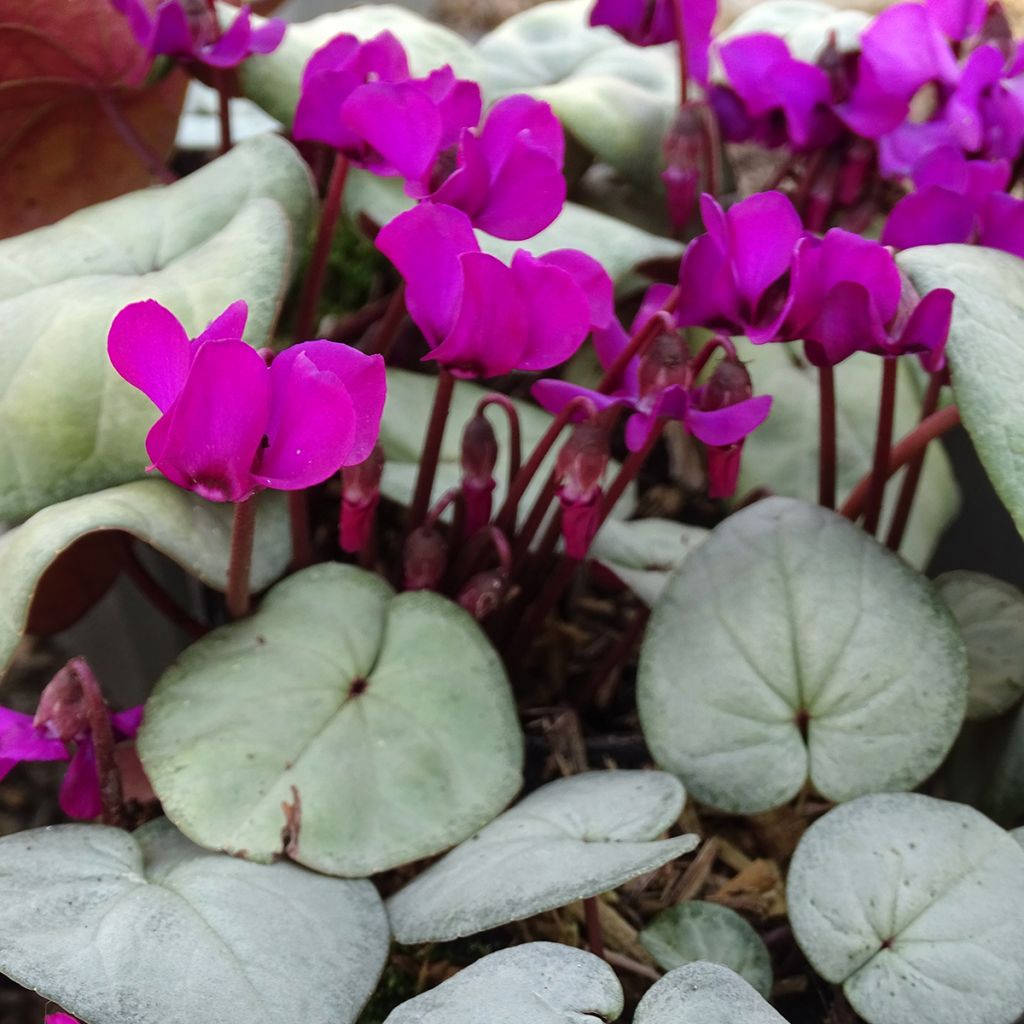 Cyclamen coum Pink with Grey Foliage