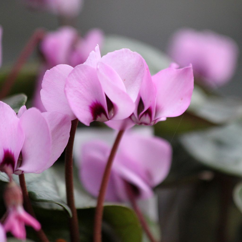 Pink-flowered Cyclamen coum with marbled foliage - Eastern sowbread