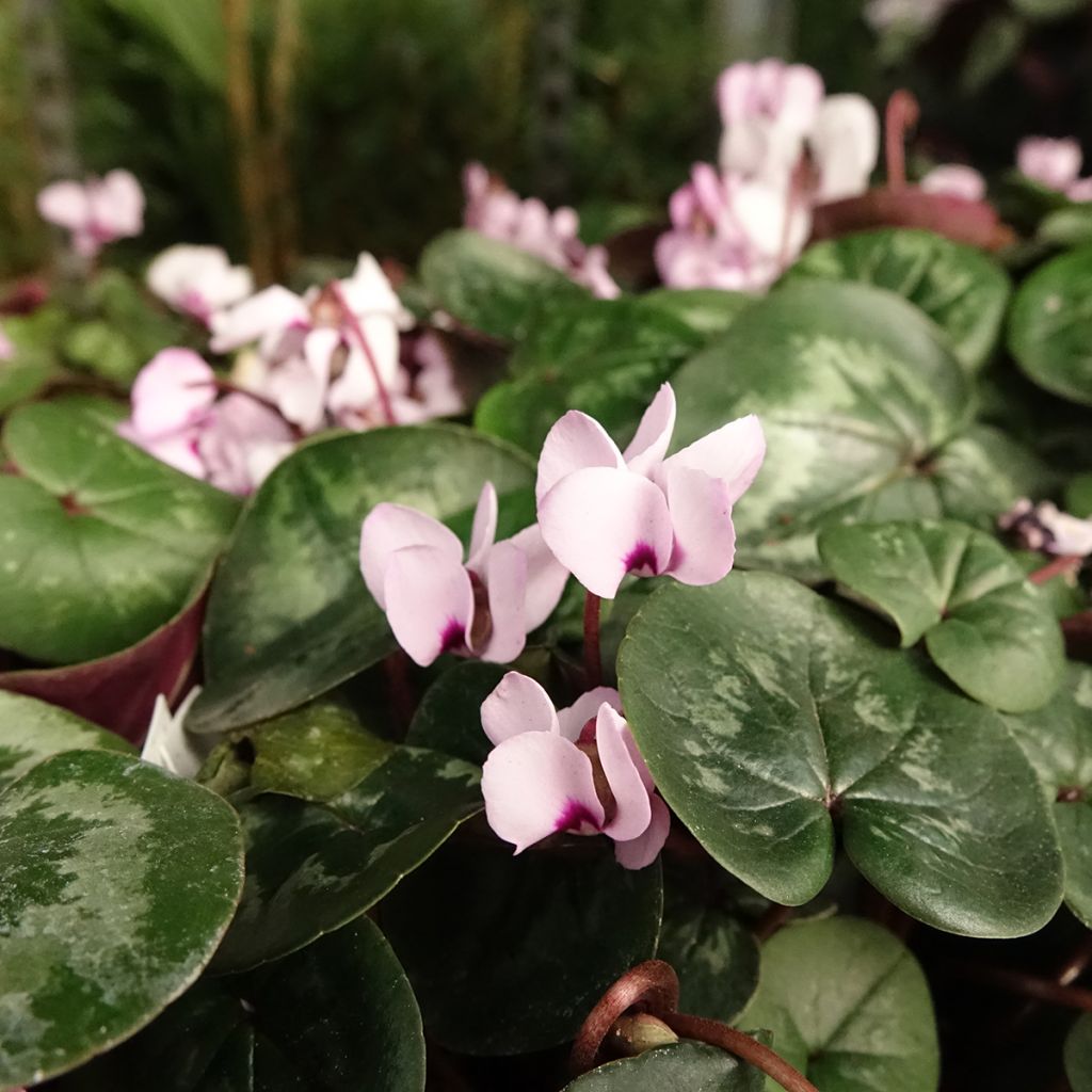 Pink-flowered Cyclamen coum with marbled foliage - Eastern sowbread