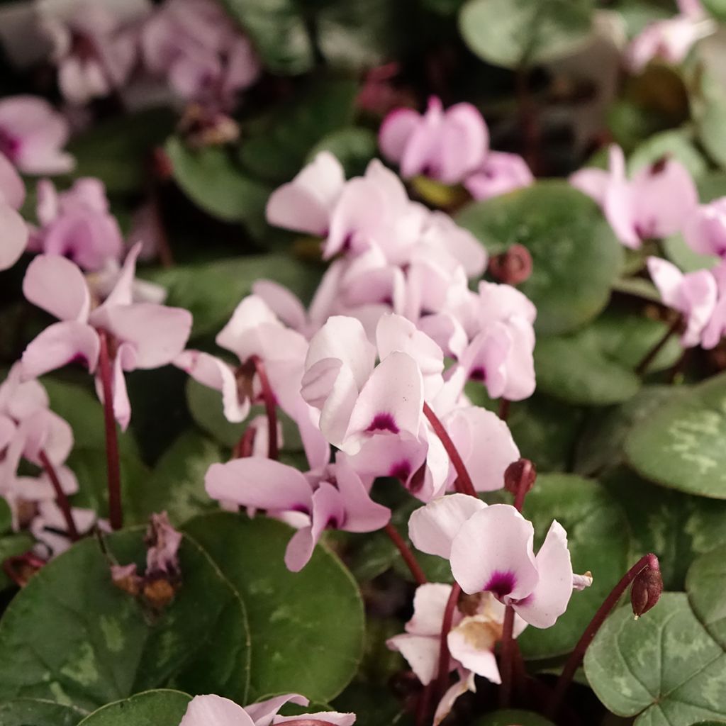 Pink-flowered Cyclamen coum with marbled foliage - Eastern sowbread