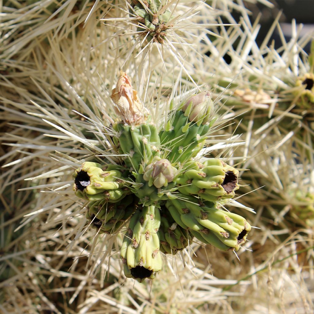 Cylindropuntia tunicata