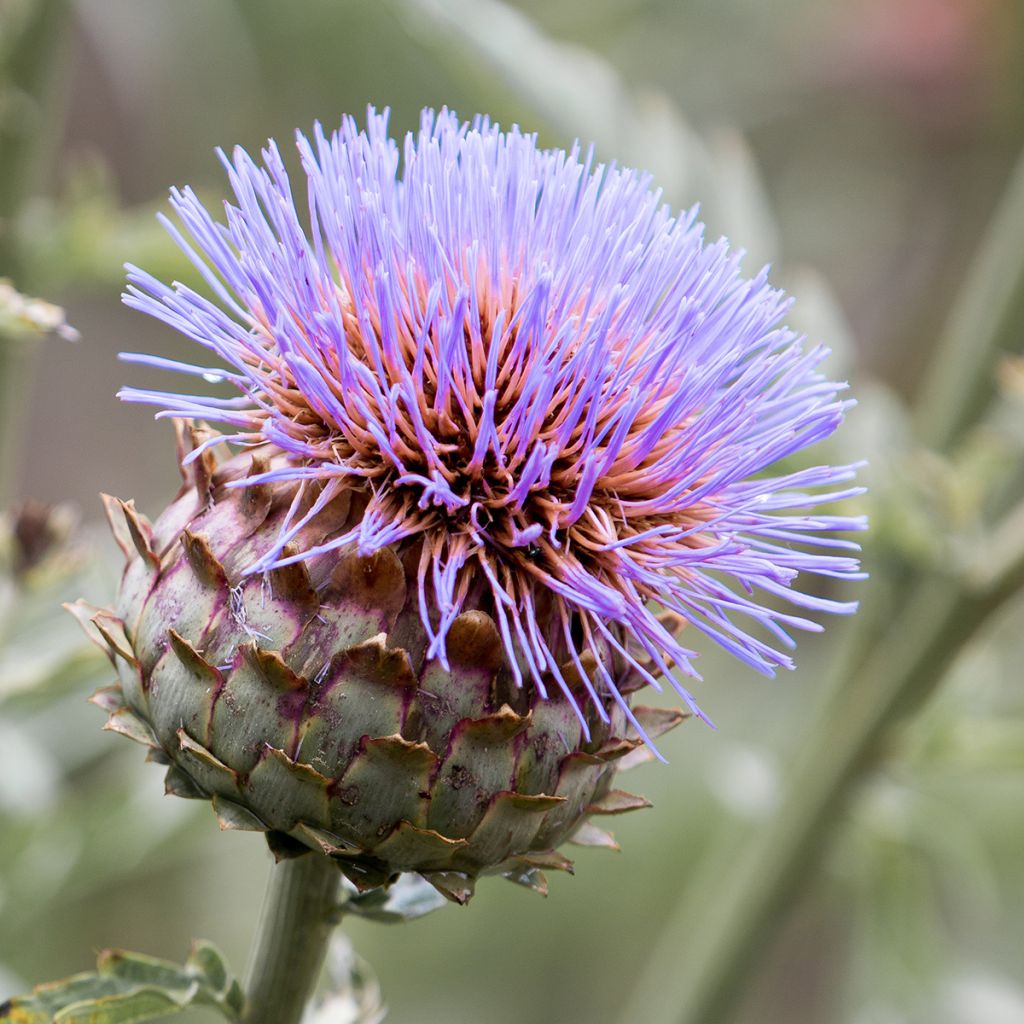 Potted Cynara cardunculus - Cardoon