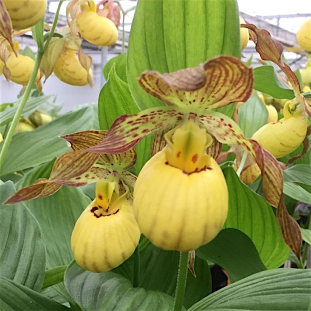 Cypripedium Inge - Lady Slipper Orchid