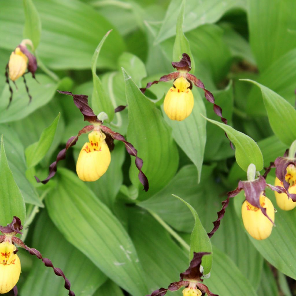 Cypripedium parviflorum var. parviflorum - Lady Slipper Orchid 