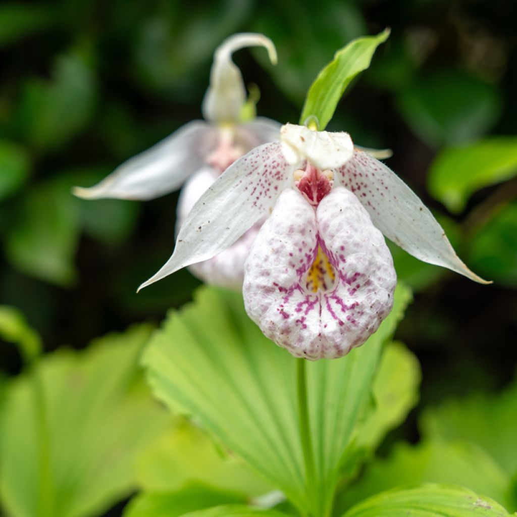 Cypripedium formosanum