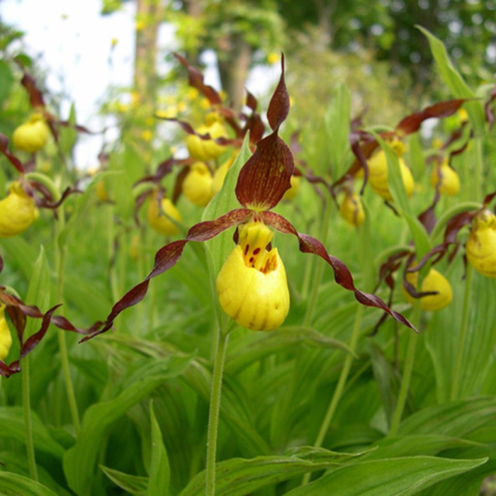 Cypripedium parviflorum var. parviflorum - Lady Slipper Orchid 