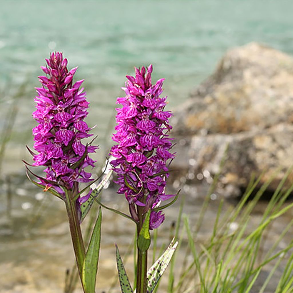 Dactylorhiza alpestris 