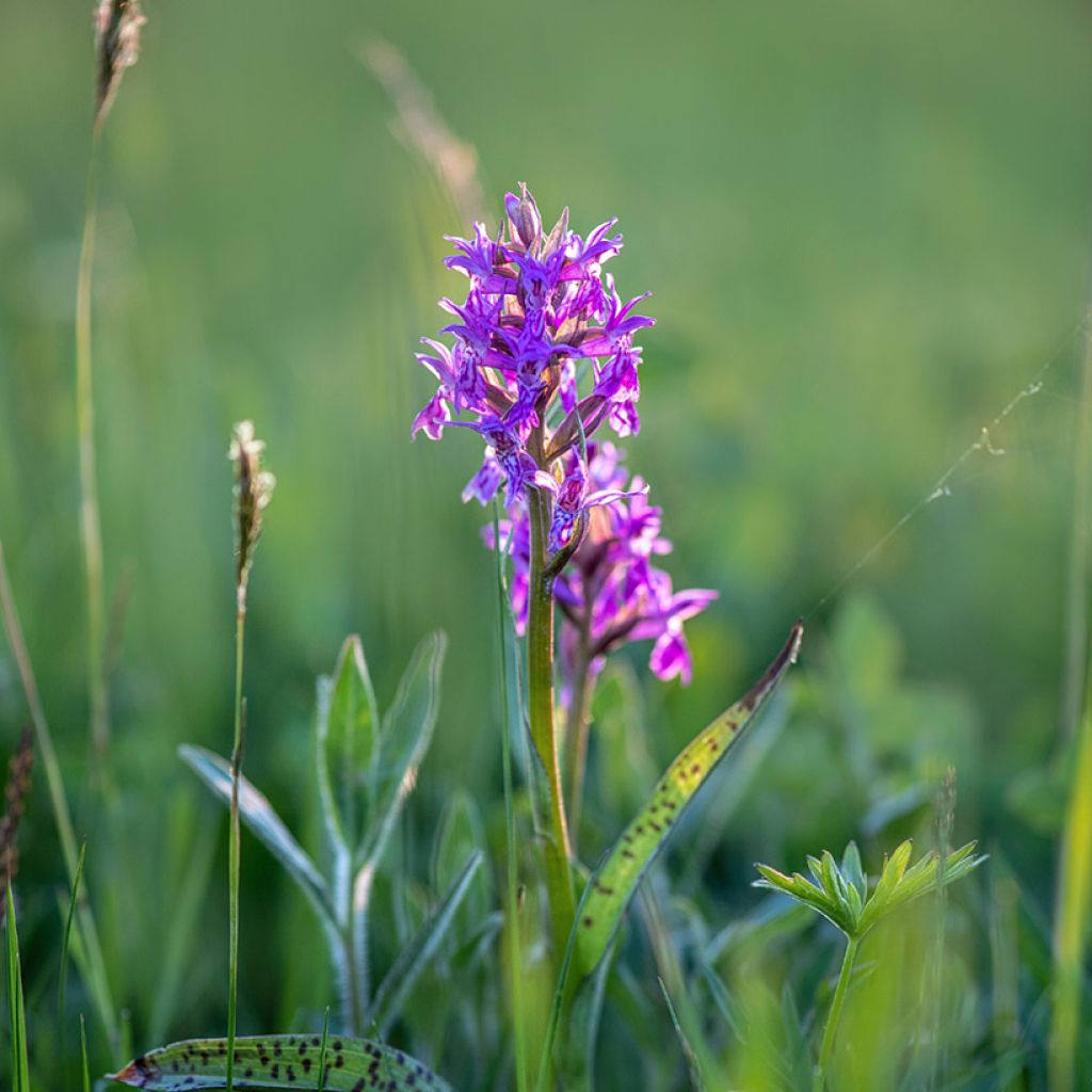 Dactylorhiza alpestris 