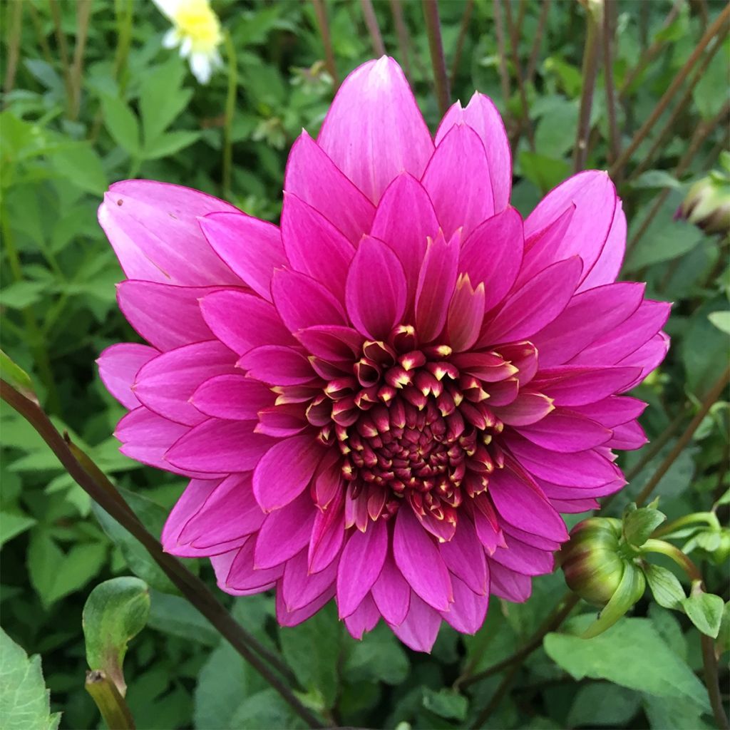 Dahlia Mambo