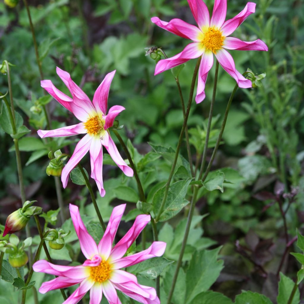 Dahlia Honka Pink