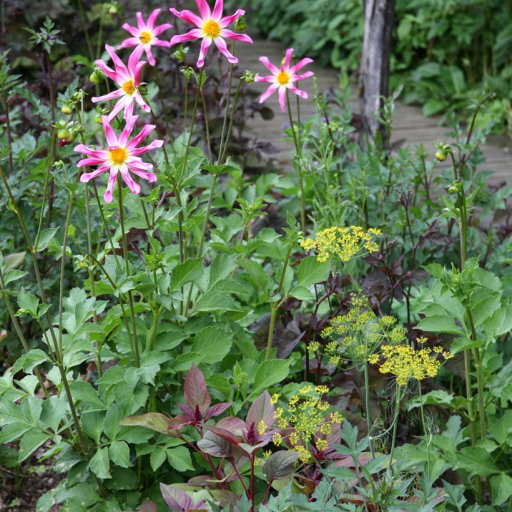 Dahlia Honka Pink