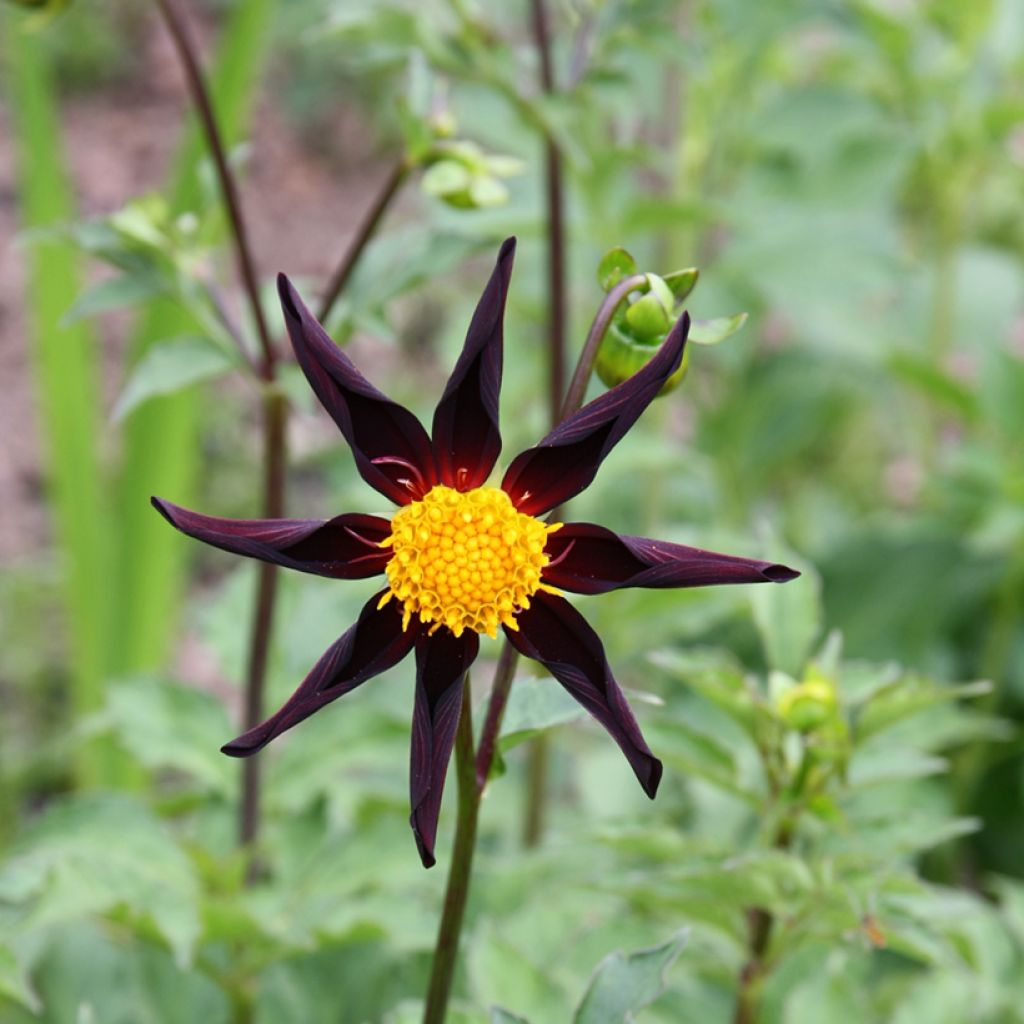 Dahlia Verrones Obsidian